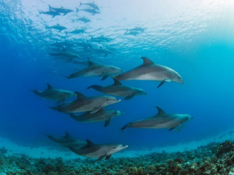 Dolphin watching in Zanzibar waters