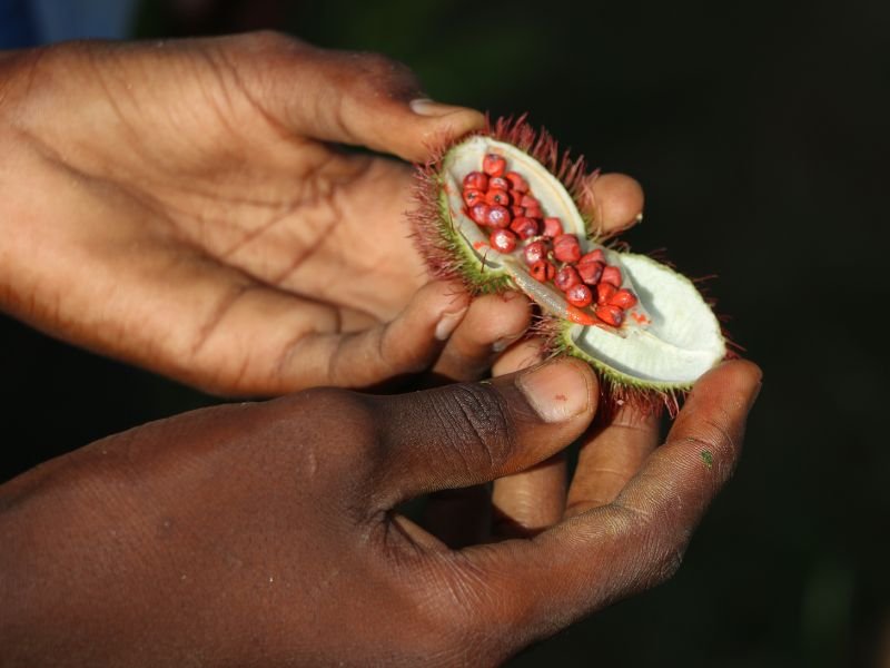 Zanzibar spice farm with cloves and cinnamon